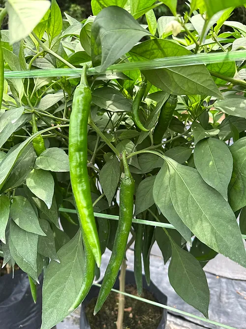 Green Kulai 461 chillies ripening on the plant