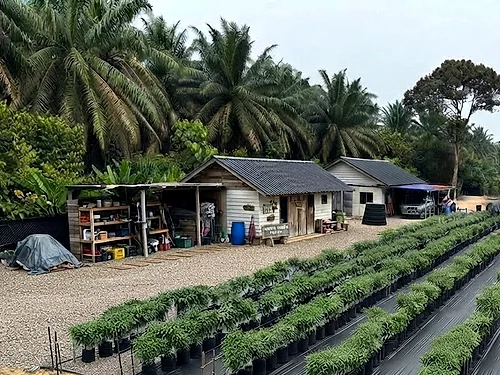 Rows of chilli plants in polybags beside the farm buildings at Chili Connection, Rantau