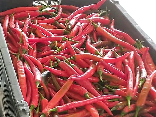 A close-up of freshly harvested red Kulai 461 chillies