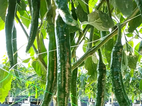 Long green chillies hanging densely under the shelter
