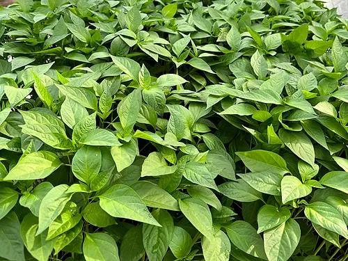 Lush Kulai 461 plant canopy