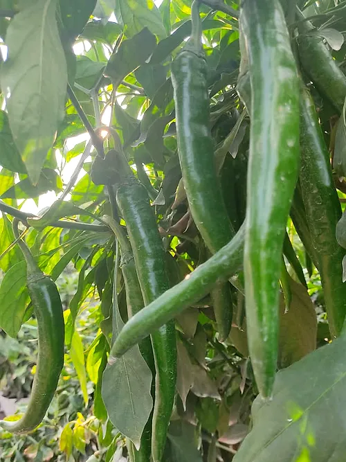 Long green Kulai 461 chillies on the plant, close up