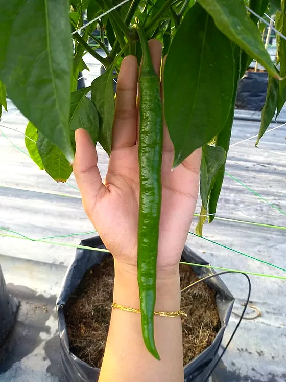 A freshly grown Kulai 461 chilli held along a hand and forearm, showing its long 20–23 cm size
