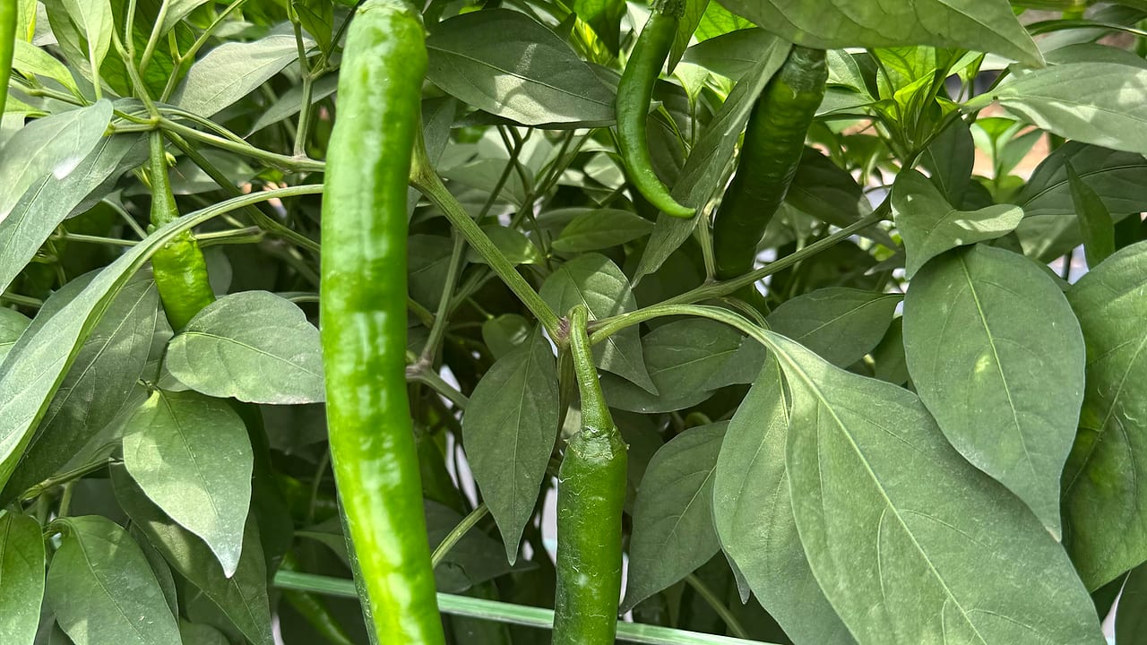 Fresh green Kulai 461 chillies ripening on the plant at Chili Connection, Rantau