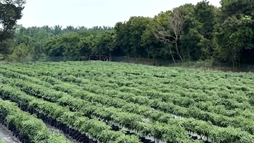 Neat rows of chilli plants stretching across the Chili Connection farm in Rantau, Negeri Sembilan, with forest behind