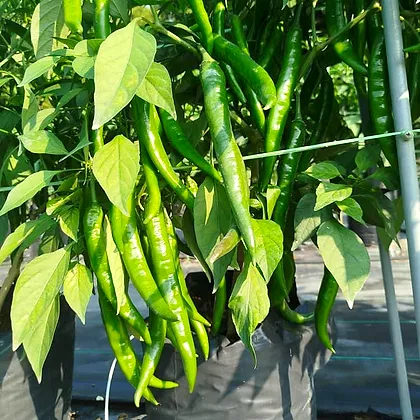 Green Kulai 461 chillies ready for harvest