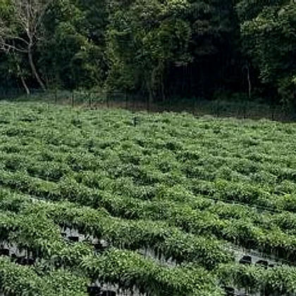 Rows of maturing chilli plants under drip fertigation