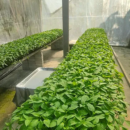 Rows of chilli seedlings raised in the nursery